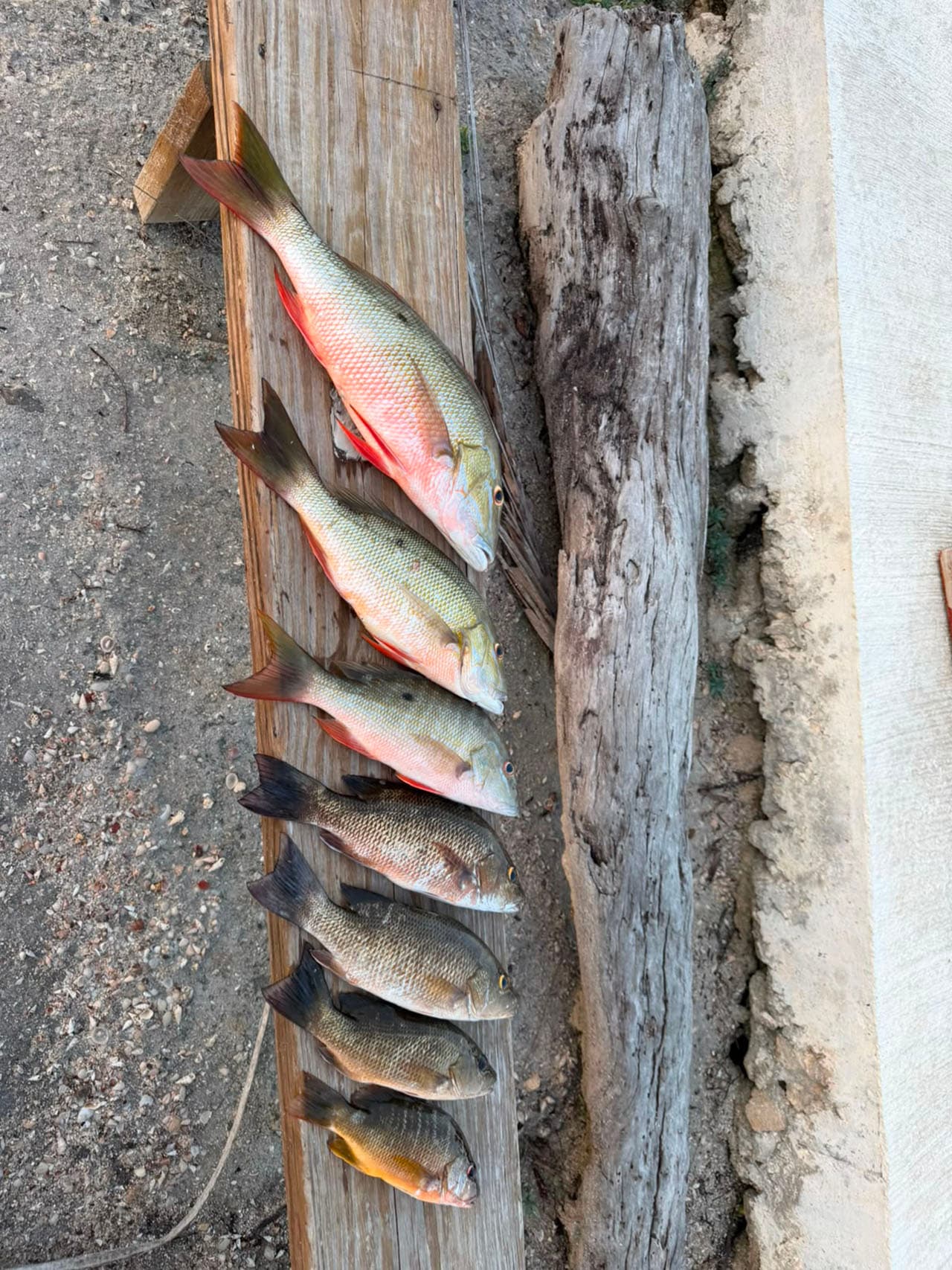 Sunset Cook Your Catch ??? Mangrove Bay Fishing & Sandbar Grill photo 4